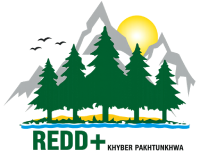 REDD+